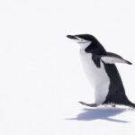 Chinstrap Penguin