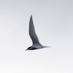 Antarctic Tern