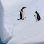 Leaping Gentoo