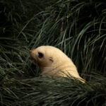 Leucistic Fur Seal pup