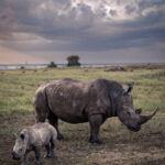 Rhinoceros with calf