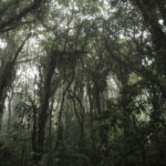 Cloud Forest