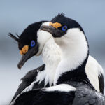 Imperial Cormorants